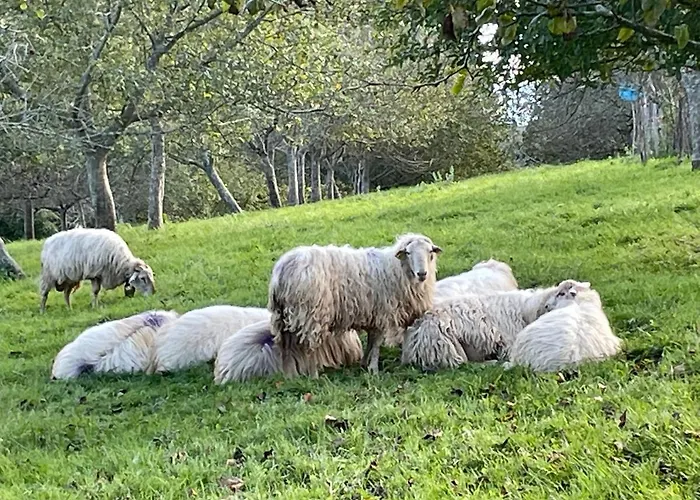 빌라 Arguibel 게타리